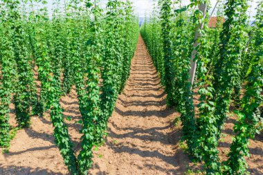 Hops tarlada büyüyor.