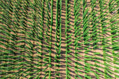 Hops tarlada büyüyor.