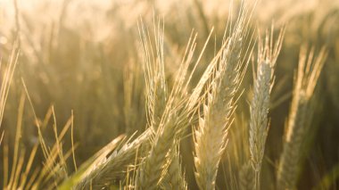 Gün batımında buğday tarlası