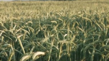 Gün batımında buğday tarlası