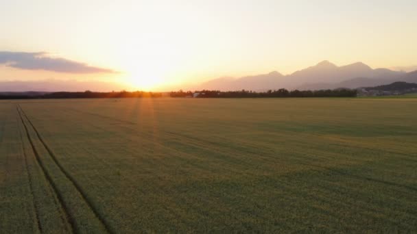 Vista aérea do campo de trigo — Vídeo de Stock