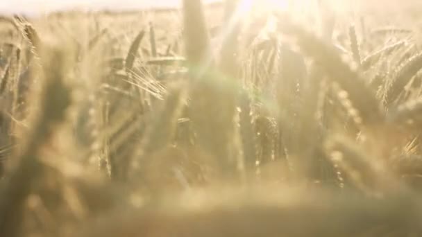 Campo de trigo al atardecer — Vídeo de stock