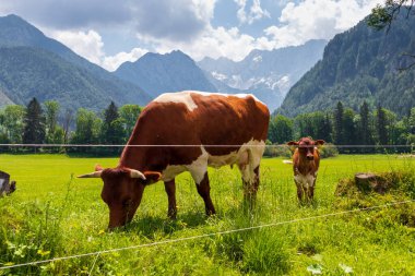 Slovenya 'nın Jezersko kentindeki İnekler