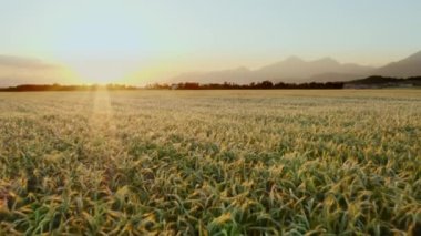 Buğday tarlasının hava görüntüsü