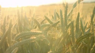 Gün batımında buğday tarlası