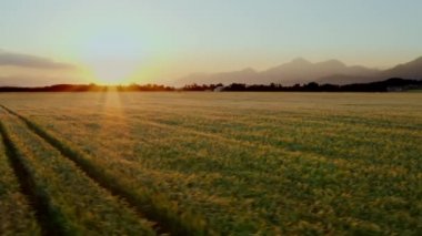 Buğday tarlasının hava görüntüsü
