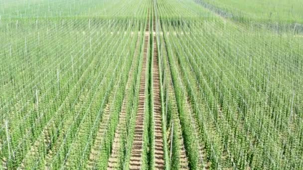 Lúpulo creciendo en el campo — Vídeo de stock