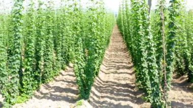 Hops tarlada büyüyor.