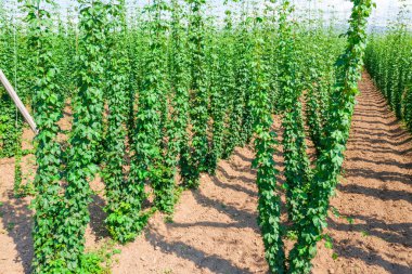 Hops tarlada büyüyor.