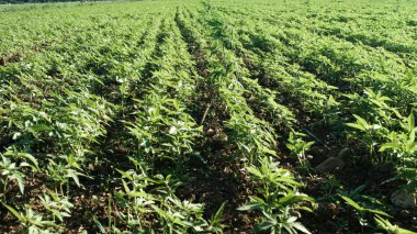 Genç kenevir bitkileri tarlada