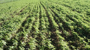 Genç kenevir bitkileri tarlada