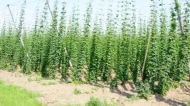 Hops tarlada büyüyor.