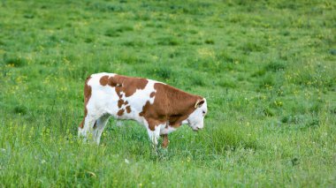 Dağ otlağındaki sığırlar
