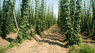 Hops tarlada büyüyor.