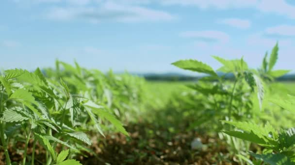 田里的年轻大麻植物 — 图库视频影像
