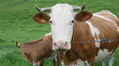 Dağ otlağındaki sığırlar