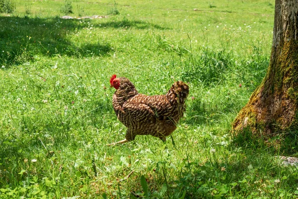 牧草地で鶏を育て — ストック写真