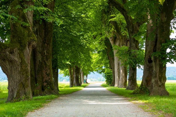 Tree lined country road — Stock Photo, Image