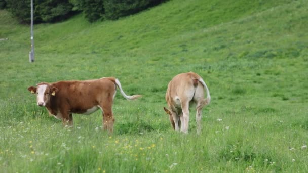 Runderen in een bergweide — Stockvideo