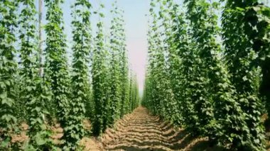 Hops tarlada büyüyor.