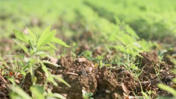 Молодые растения конопли на поле — стоковое видео