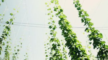 Hops tarlada büyüyor.