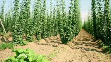 Hops tarlada büyüyor.