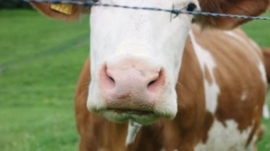 Dağ otlağındaki sığırlar