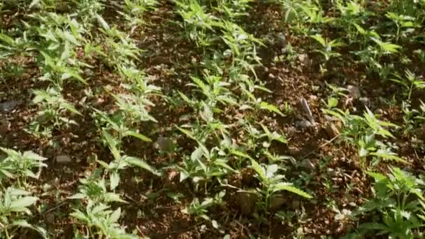 Junge Cannabispflanzen auf Feld — Stockvideo