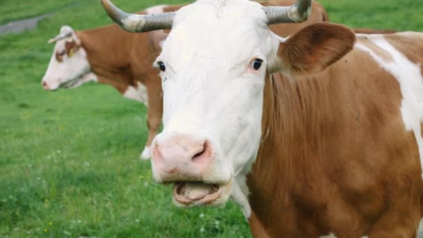 山牧の牛 — ストック動画