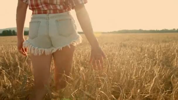 Frau auf einem Weizenfeld — Stockvideo