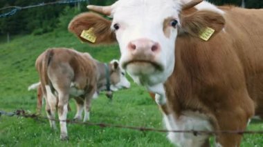 Dağ otlağındaki sığırlar