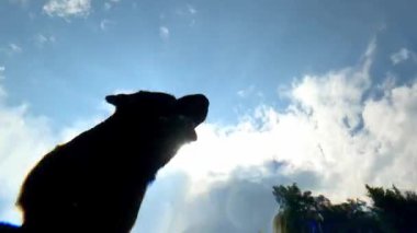 Havuzda siyah labrador