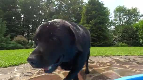 Svart labrador i en pool — Stockvideo