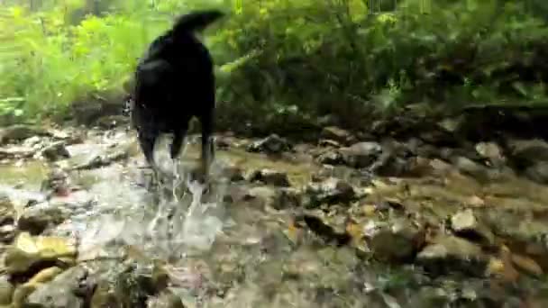 Labrador doğada — Stok video