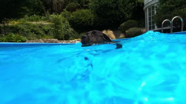 Svart labrador i en pool — Stockvideo