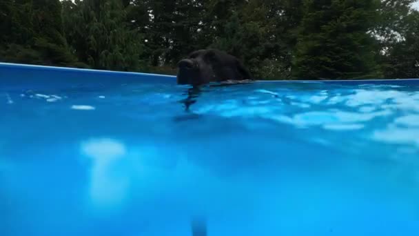 Labrador negro en una piscina — Vídeos de Stock