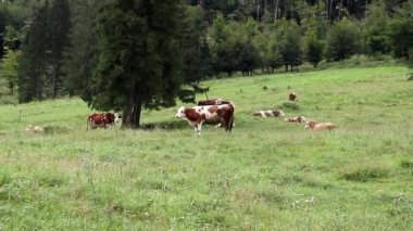 Dağ otlağındaki sığırlar