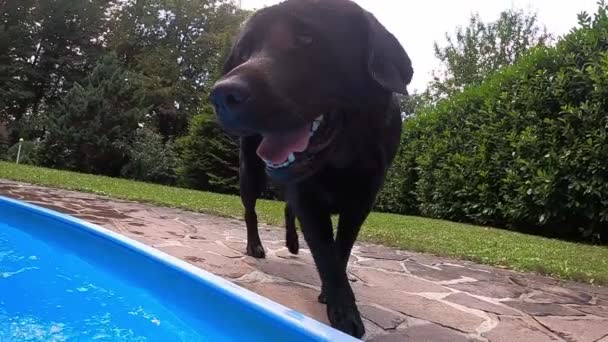 Svart labrador i en pool — Stockvideo