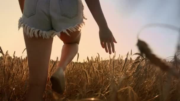 Buğday tarlasında yürüyen mutlu kadın — Stok video
