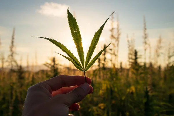 Plantas de cannabis en el campo — Foto de Stock