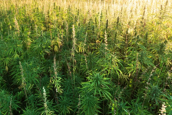 Plantes de cannabis sur le terrain — Photo