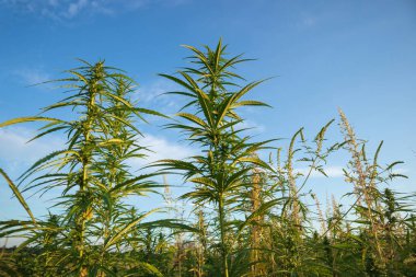 Tarlada kenevir bitkileri