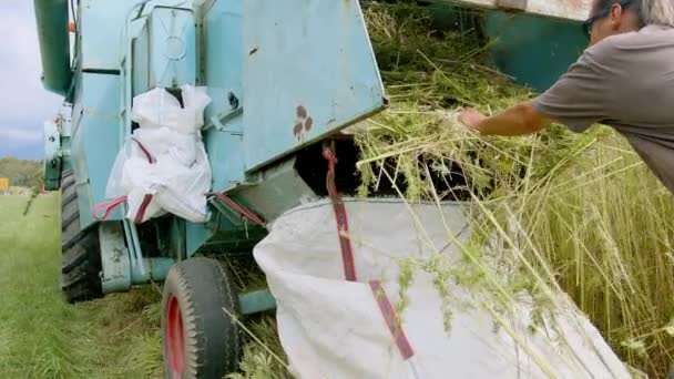 Cosechadora de cáñamo recogida de cannabis — Vídeo de stock