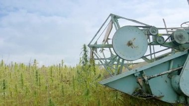 Kenevir hasatçısı Kenevir topluyor