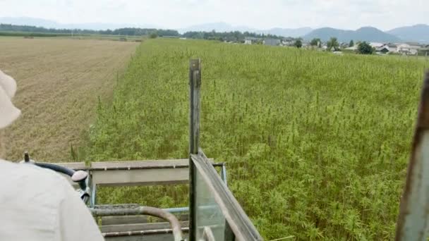 Kenderbegyűjtő kannabisz — Stock videók