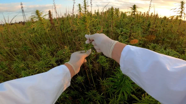 Científico en el campo de cáñamo — Foto de Stock