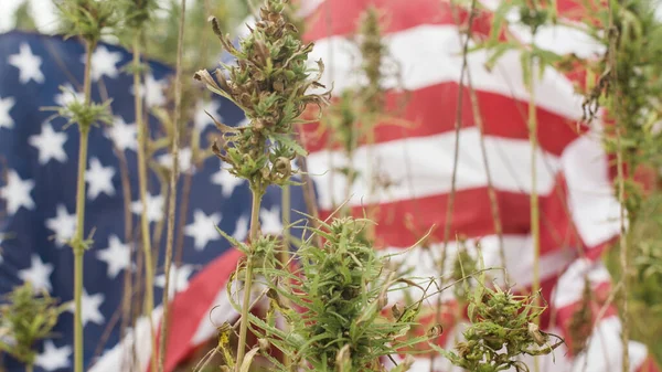 Cannabis y bandera americana — Foto de Stock