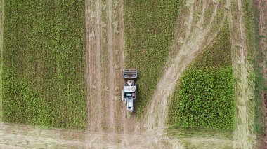 Kenevir hasatçısı Kenevir topluyor