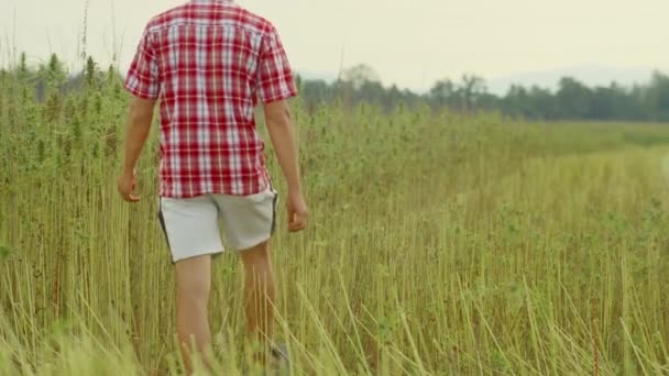 Farmer checking Hemp — Stock Video